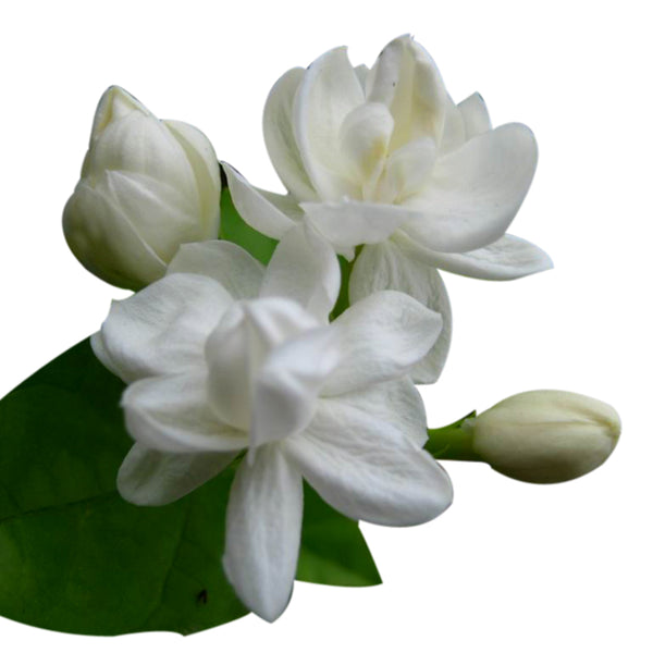 Turmeric Massage Oil Jasmine PureXtracts